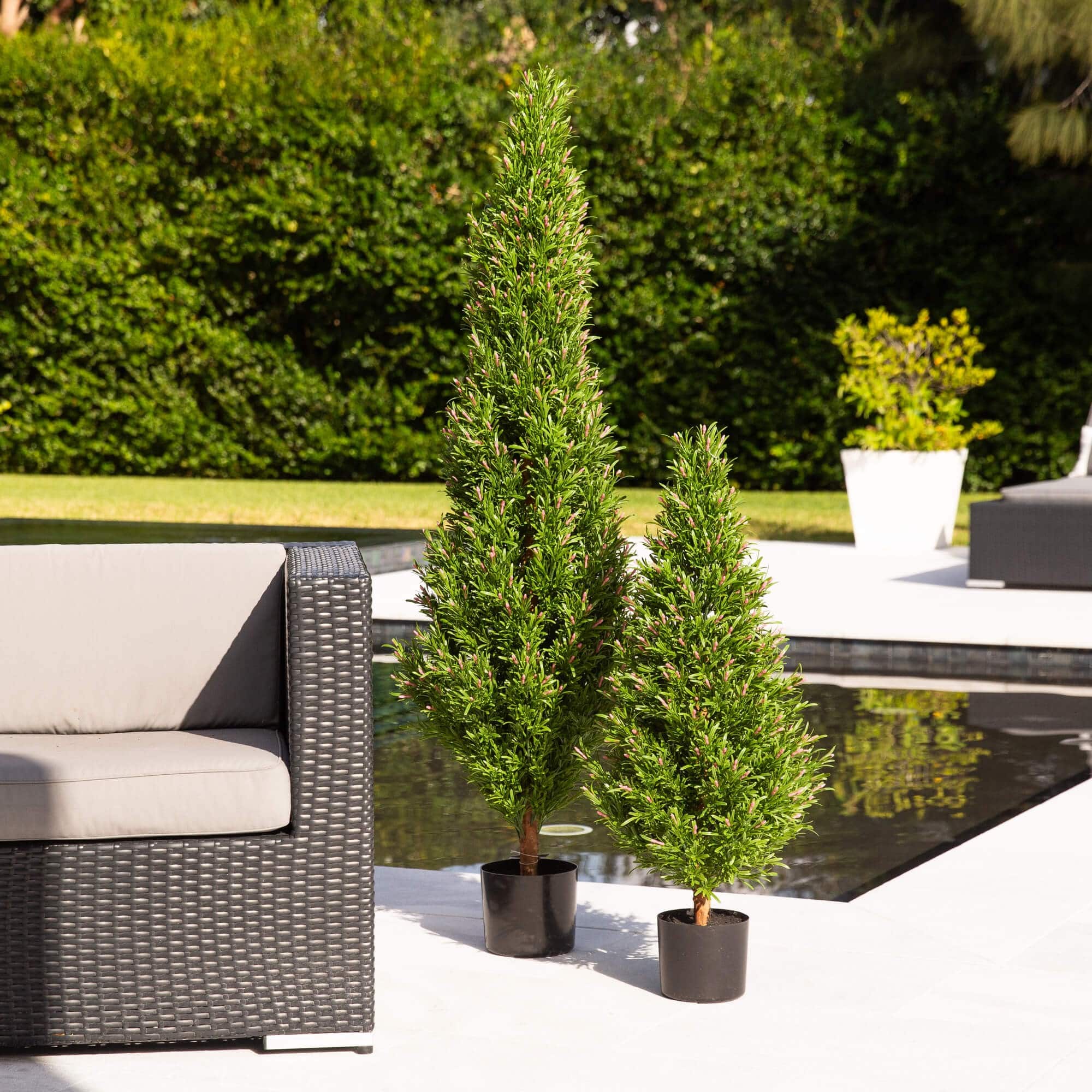 5ft. Potted UV Resistant Rosemary Cone Topiary Tree